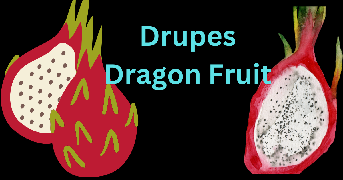 Drupes Dragon Fruit